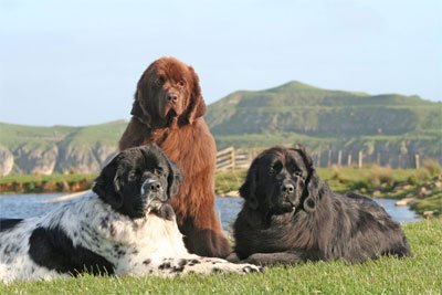 Newflands Dogs Fiona About Us