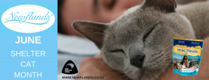 Newflands Shelter Cat Month Wordpress Banner