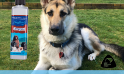 Gryff the GSD Cross Siberian