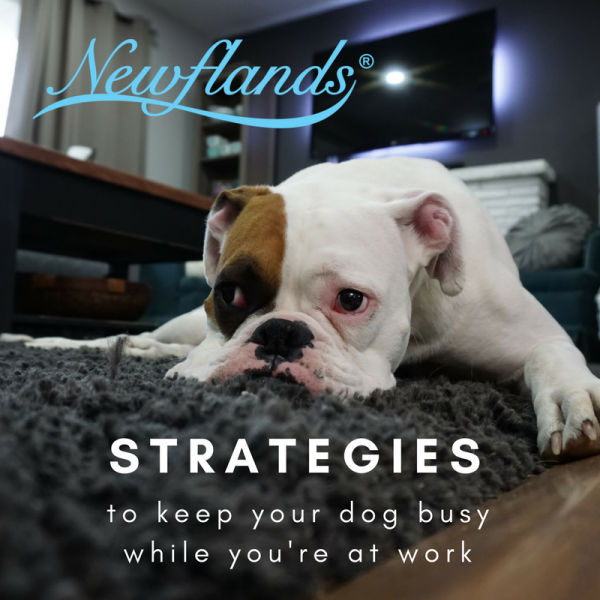 Keeping your furbaby happySimple Strategies To Keep Your Dog Busy While You’re At Work