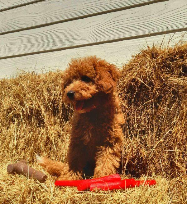 Daisy showing how tiny the Bama sticks are