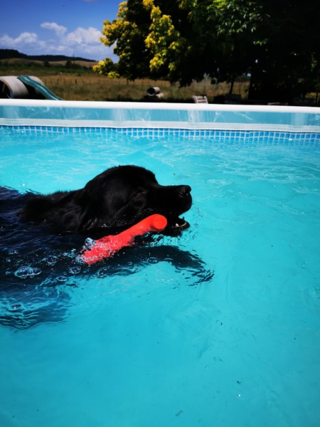 Newflands Bama Floating Stick Dog toy