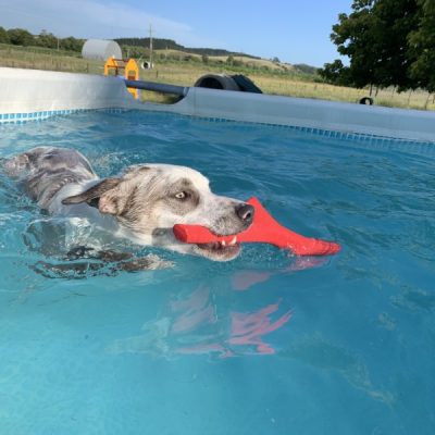 Newflands Dog Park Pool Bama Floating stick dog toy