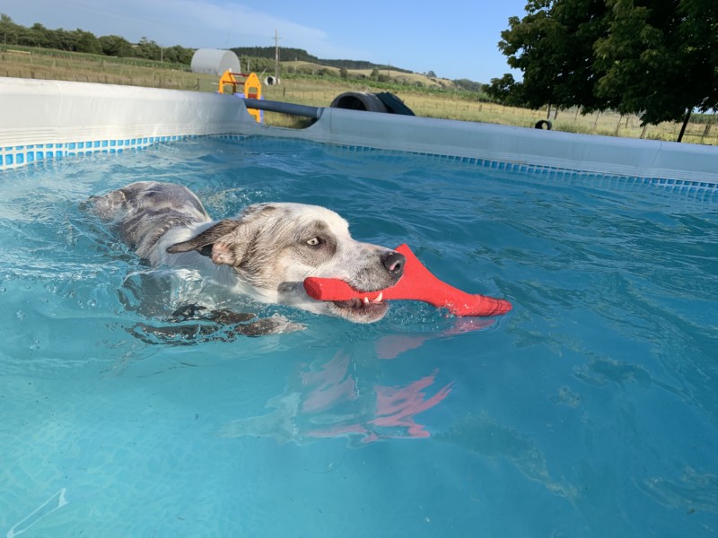 Newflands Dog Park Pool Bama Floating stick dog toy