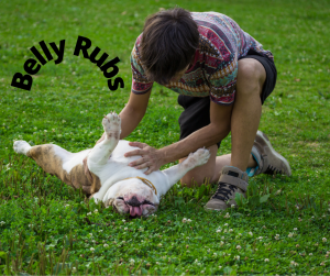 Belly Rubs on dogs for NEwflands