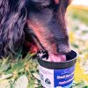 Dogs love ice cream