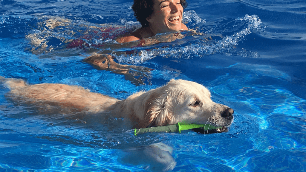 How to teach your dog to swim