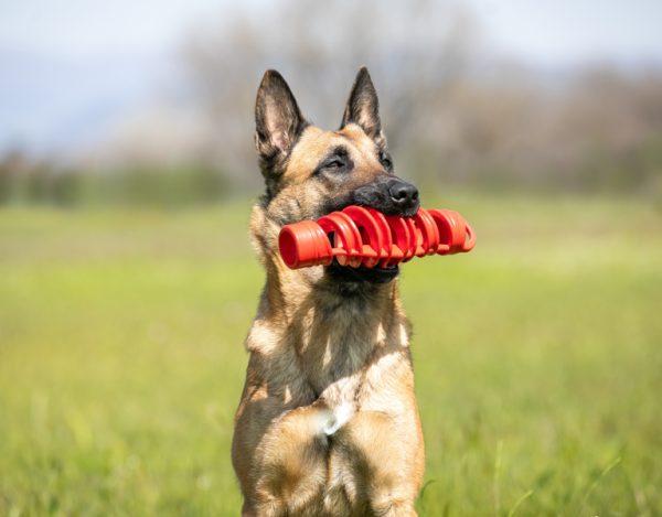 Tira & Molla dog toy and training aid