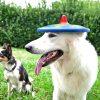 A hat haha no Trotto a Frisbee toy for dogs.