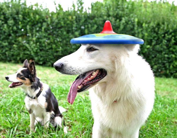 A hat haha no Trotto a Frisbee toy for dogs.