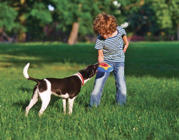 Go fetch the Trotto a dog toy for flying a frisbee for fun