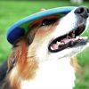 Dog toy or hat? Trotto Frisbee for play