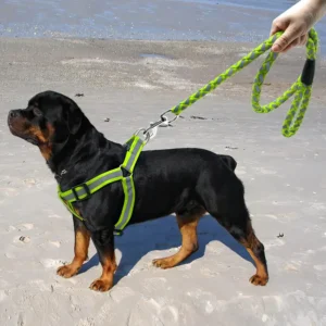 Dog Harness