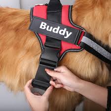 Best Dog Harness