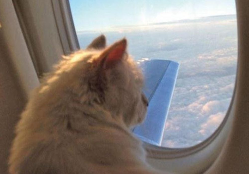 Cat-plane-large