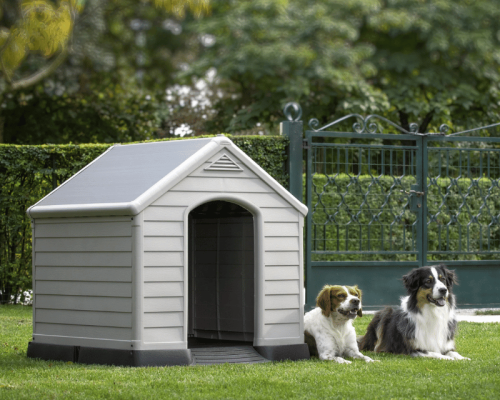 dog kennels nz