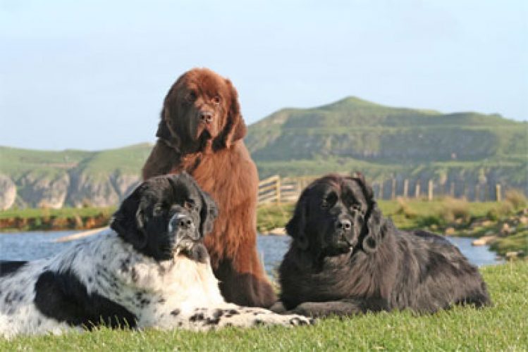 Newflands Dogs Fiona About Us